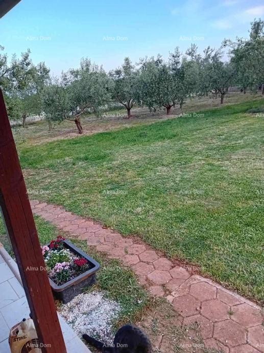 Marčana – House with an Olive Grove 10