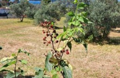 Fažana – Agricultural Land Near the Sea