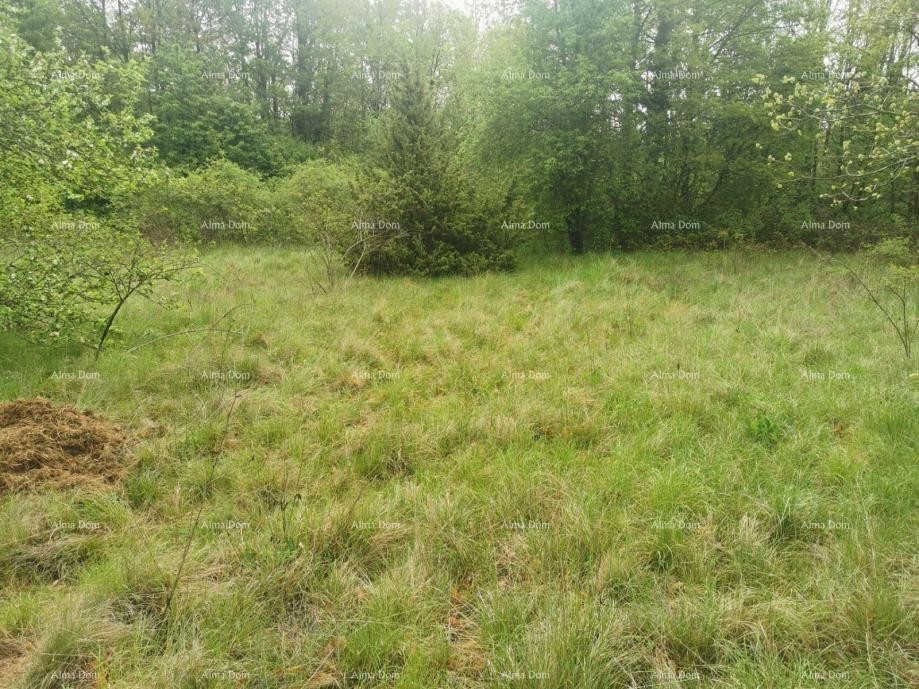 Plot Sveta Nedelja 4