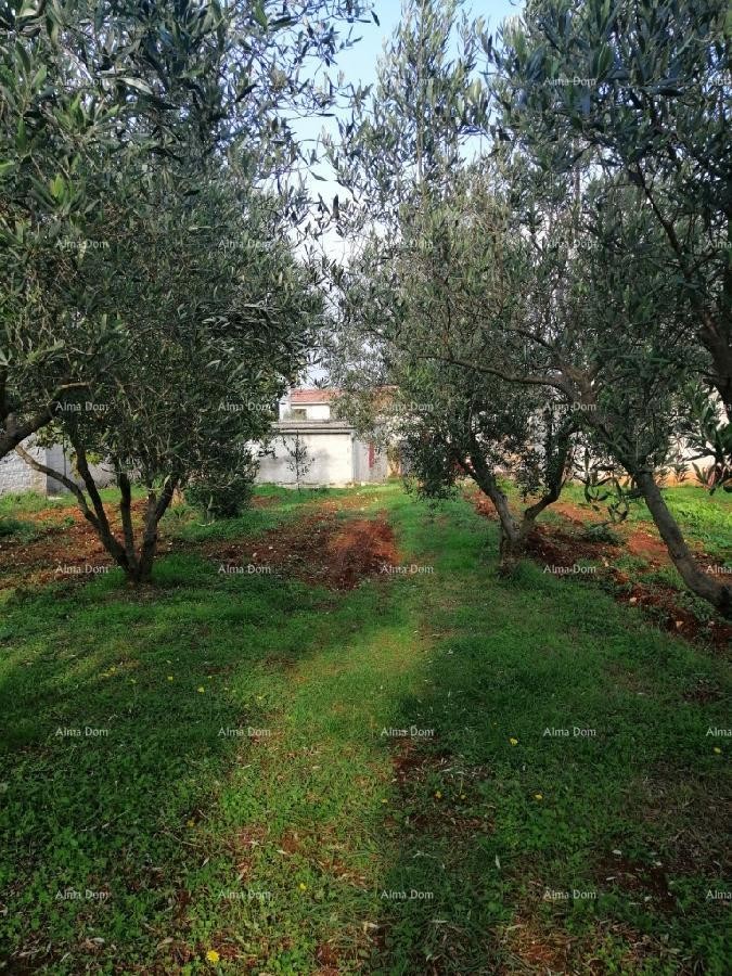 Marčana Vareški 18