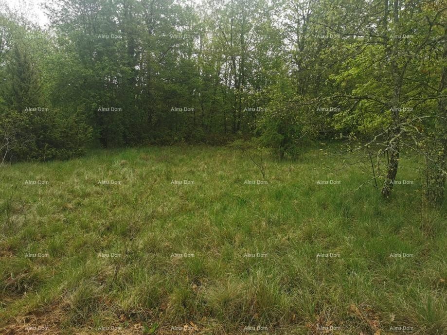 Plot Sveta Nedelja 2