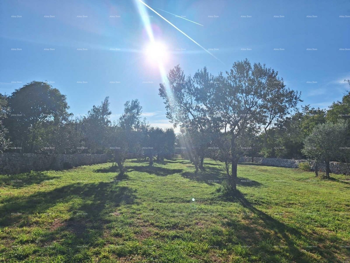 СЕЛЬСКОХОЗЯЙСТВЕННАЯ земля рядом с морем, Перов - продажа! 6