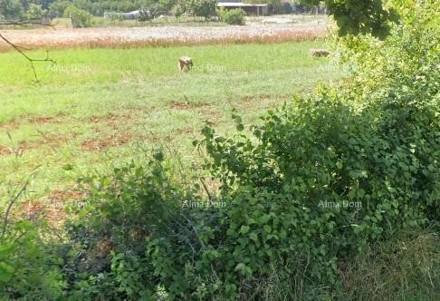 Sure! Please provide the title you would like me to translate into Italian. 1