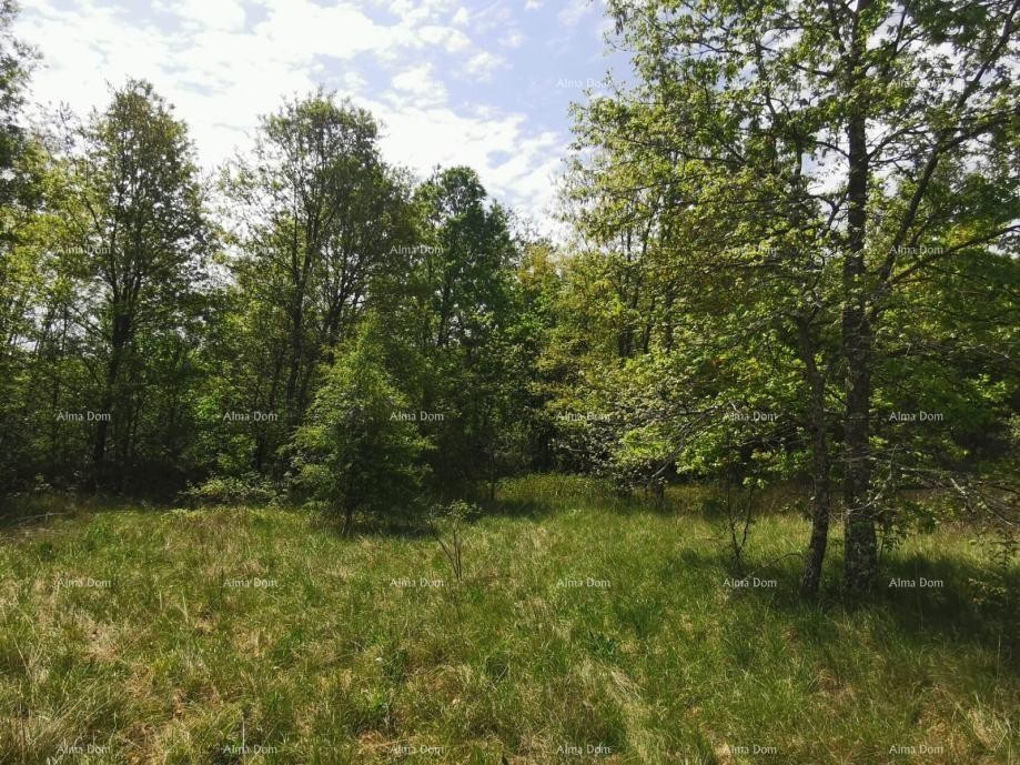 Plot Sveta Nedelja 3