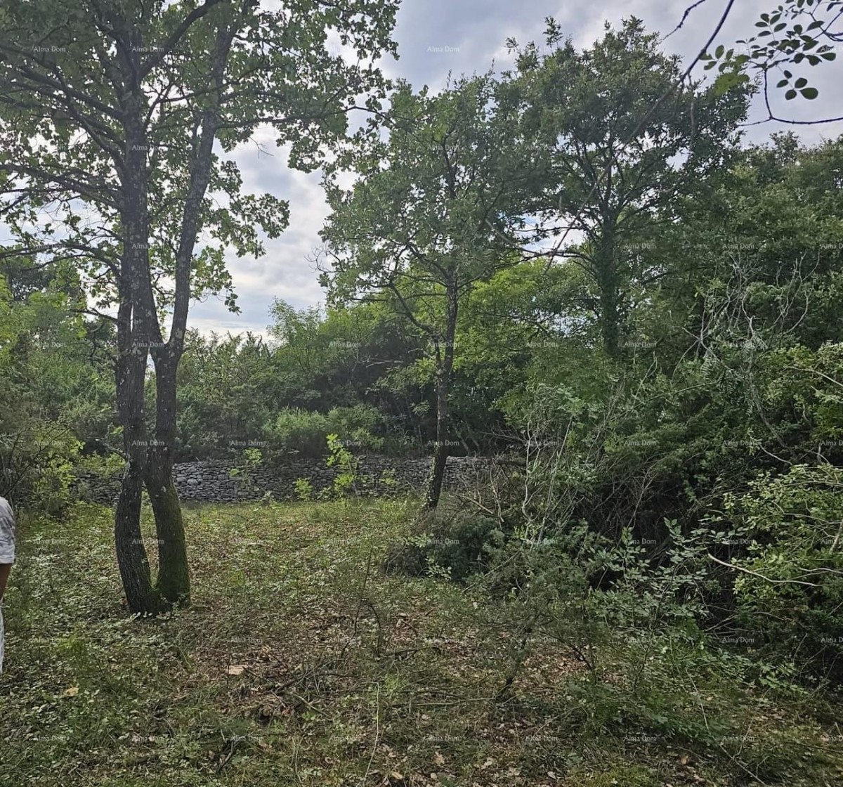 Građevinsko i poljoprivredno zemljište u blizini Svetvinčenata: 11100 m² za vašu investiciju 3