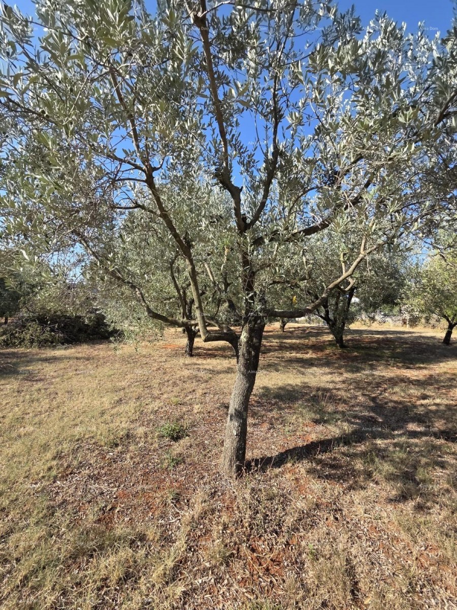 Ottima opportunità! Terreno edificabile con uliveto – 1.222 m², Loborika, vicino a Pola. 5