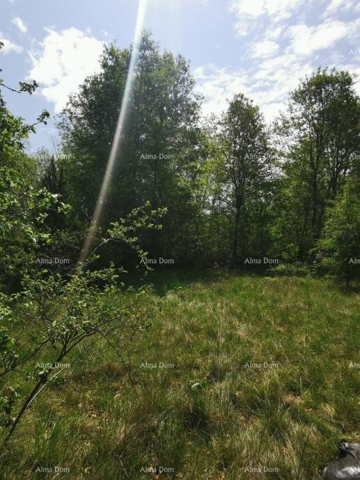 Plot Sveta Nedelja 7