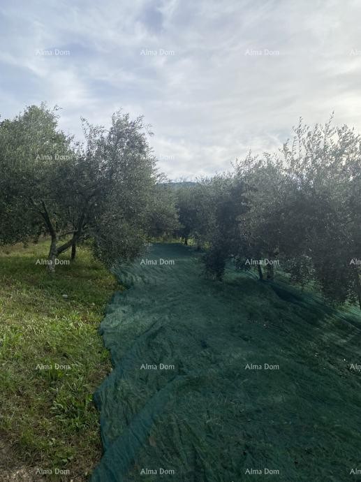 Cerovlje, construction land with an area of 1,575 m² 1