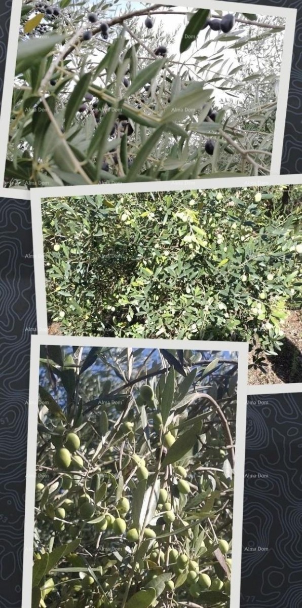 Valtura – Sale of an Olive Grove with 89 Bearing Olive Trees. 4
