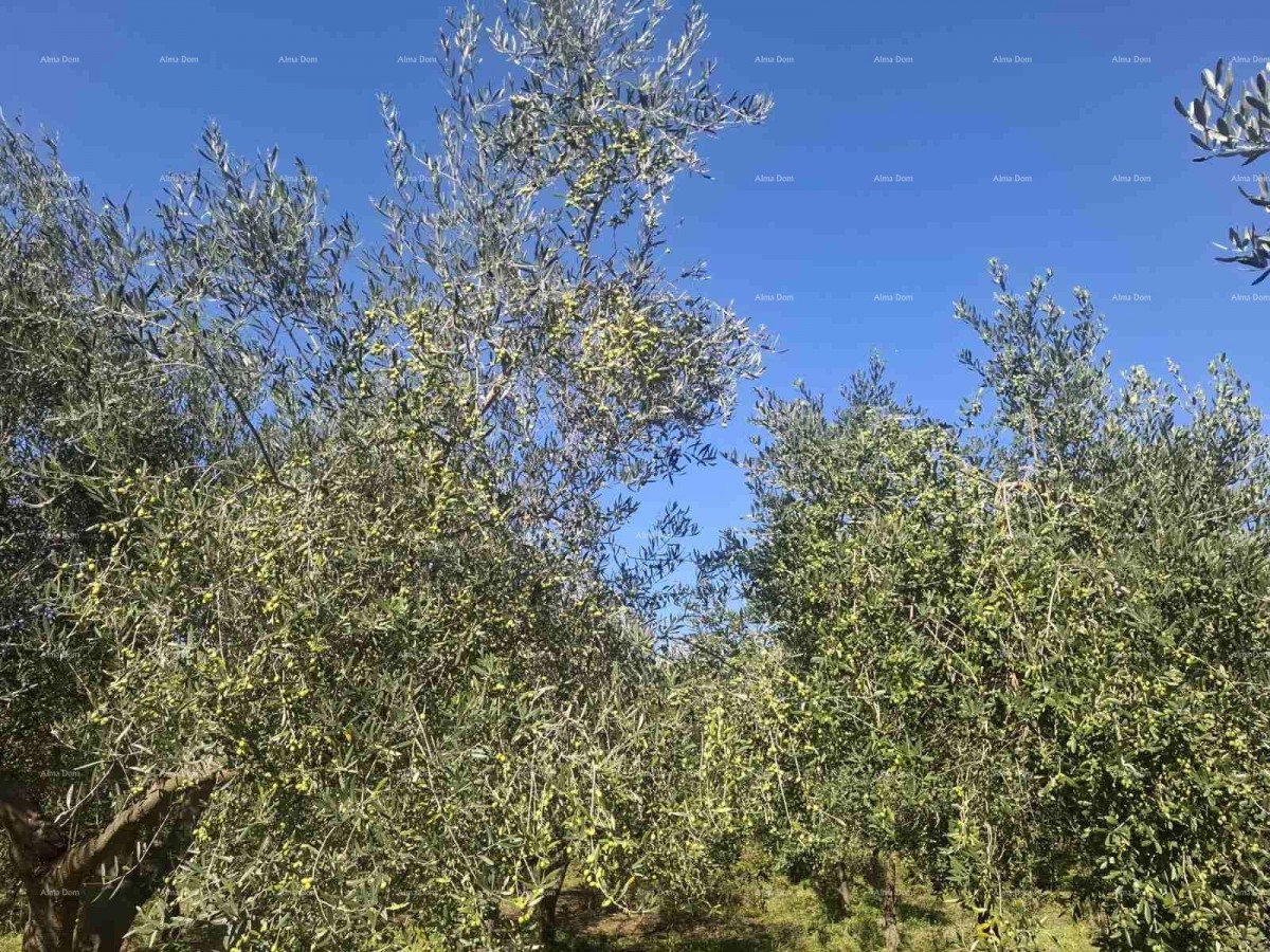 Valtura – Sale of an Olive Grove with 89 Bearing Olive Trees. 2