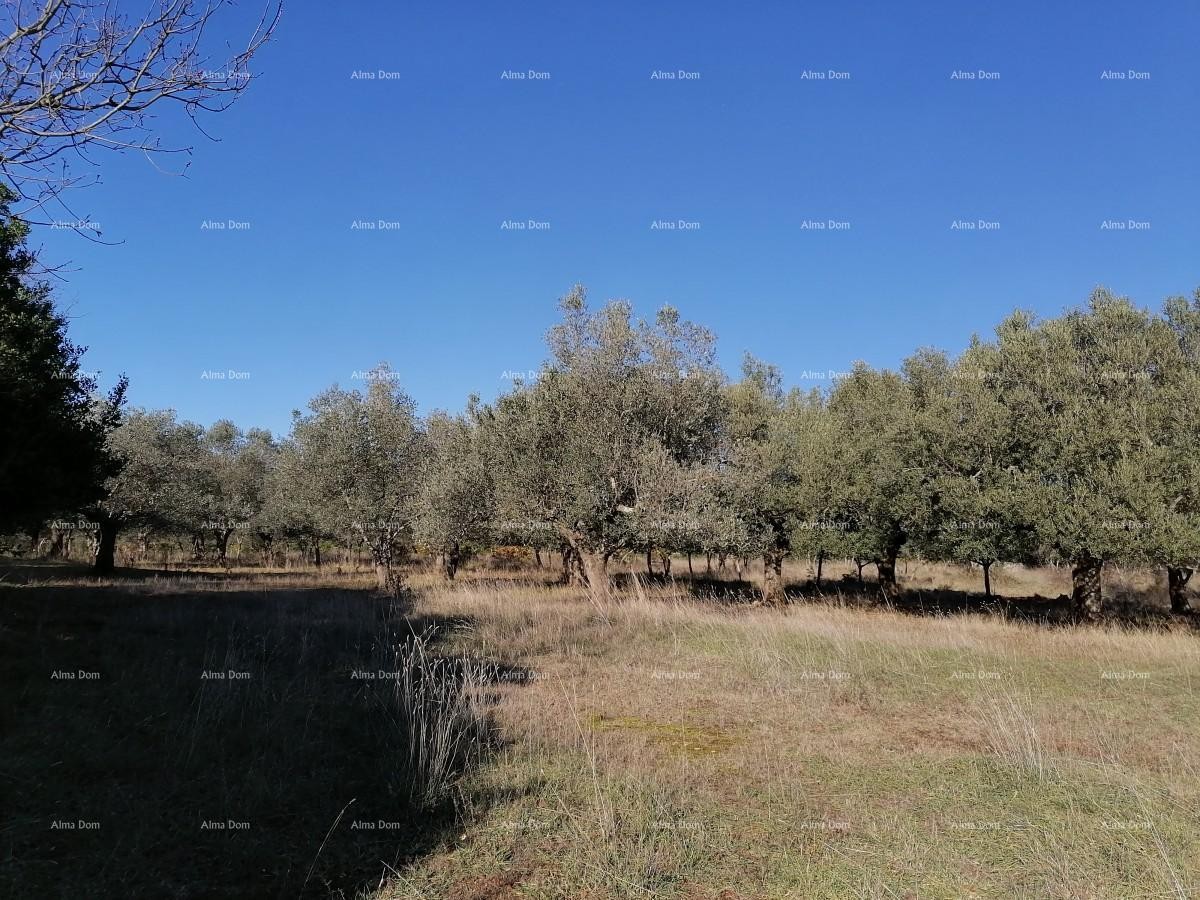 ГАЛИЖАНА - Земельный участок в промышленной зоне 1