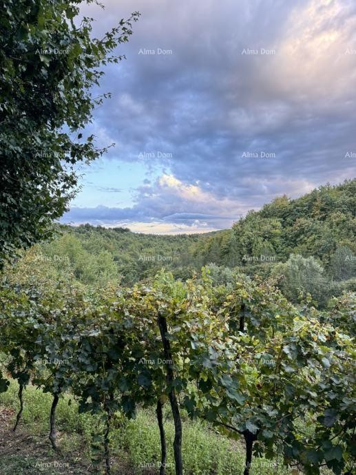Na prodajo je čudovita nepremičnina, obdana z gozdovi in vinogradi, s pogledom na Gračišće in Učko! 13