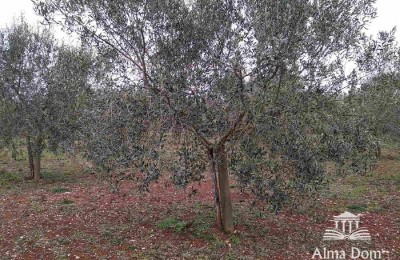 We offer agricultural land with an olive grove!