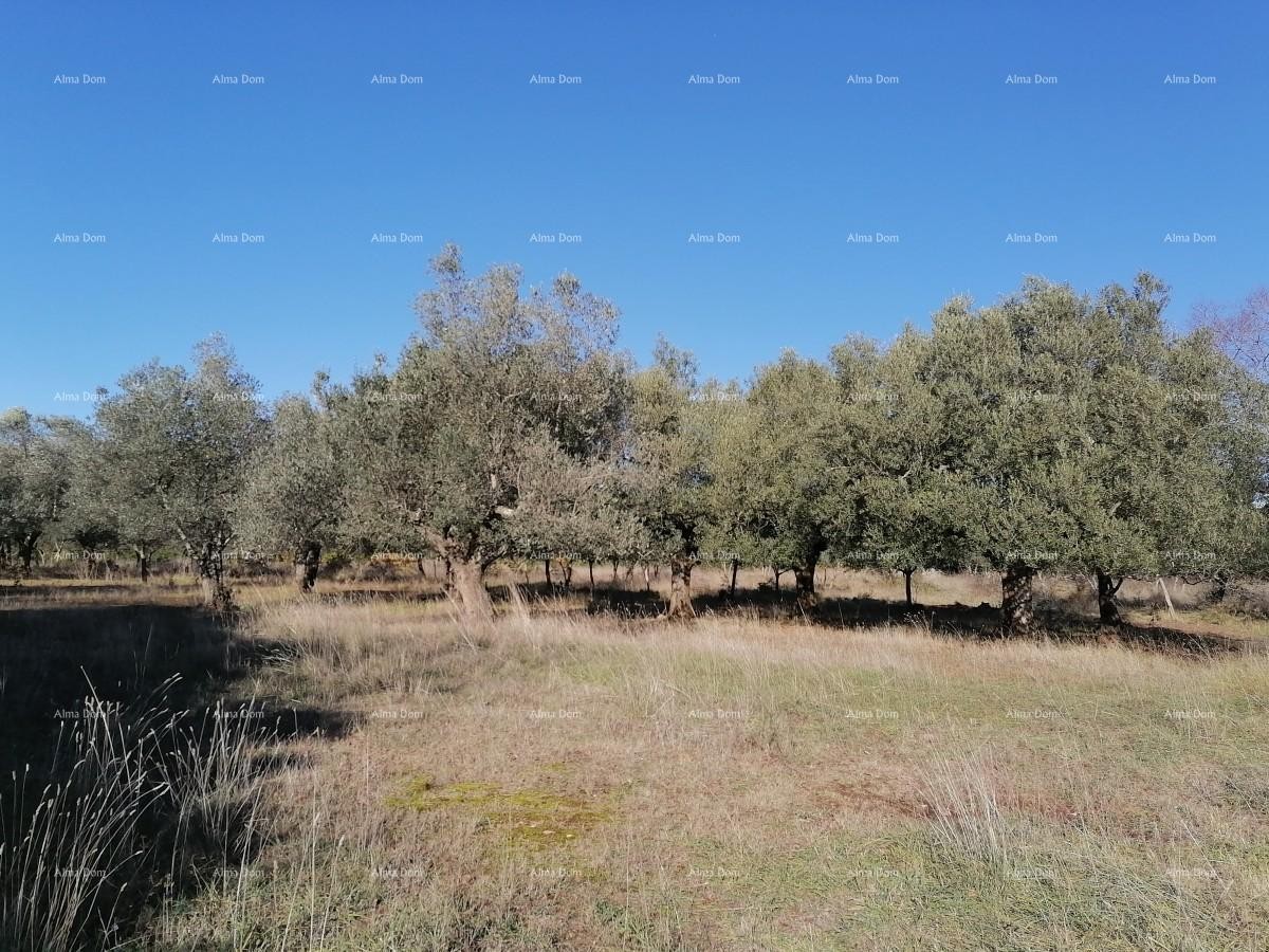 ГАЛИЖАНА - Земельный участок в промышленной зоне 2