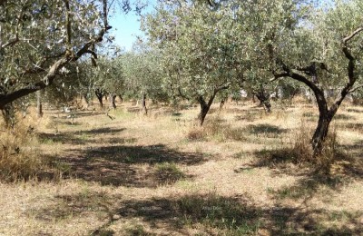 PULA BUSOLER građevinsko - poljoprivredni  teren.