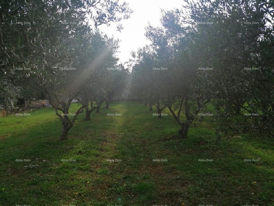 Marčana Vareški 15