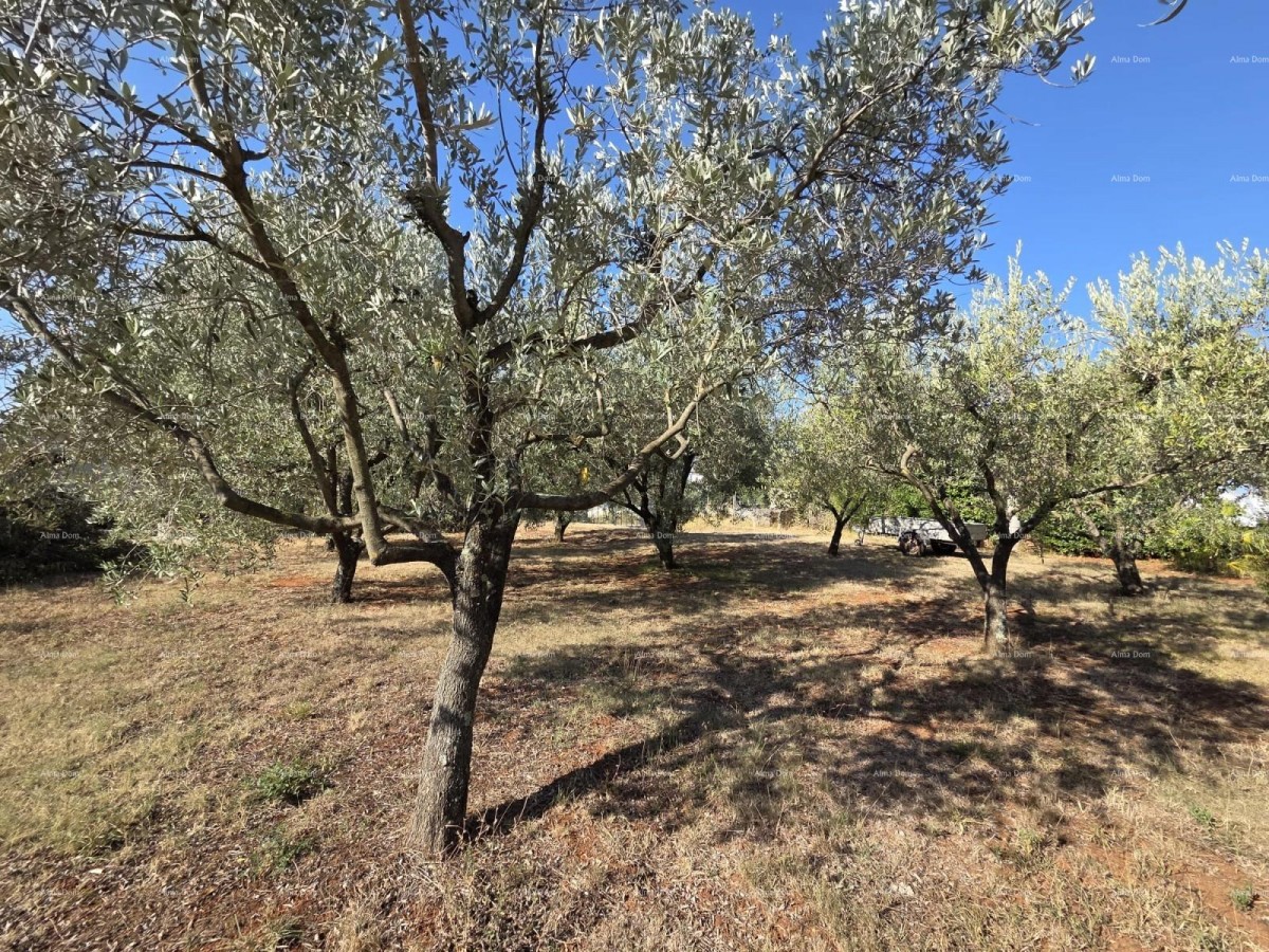 Ottima opportunità! Terreno edificabile con uliveto – 1.222 m², Loborika, vicino a Pola. 1