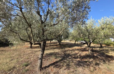 Ottima opportunità! Terreno edificabile con uliveto – 1.222 m², Loborika, vicino a Pola.