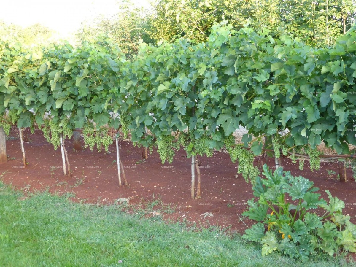 Продажа виллы, Marčana. 9