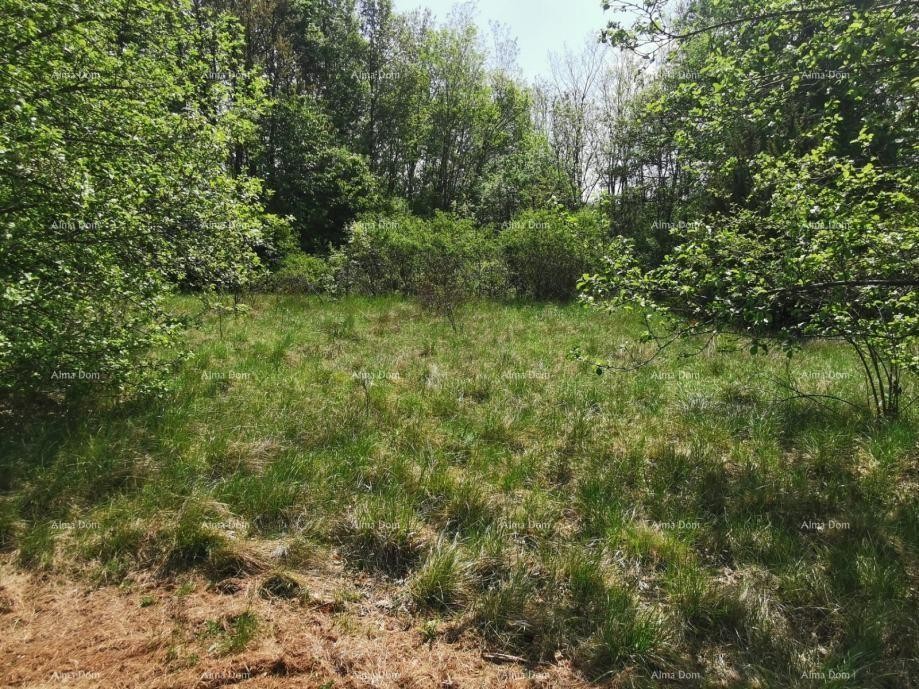 Plot Sveta Nedelja 5