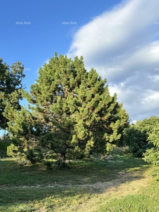 Na prodajo je čudovita nepremičnina, obdana z gozdovi in vinogradi, s pogledom na Gračišće in Učko! 12