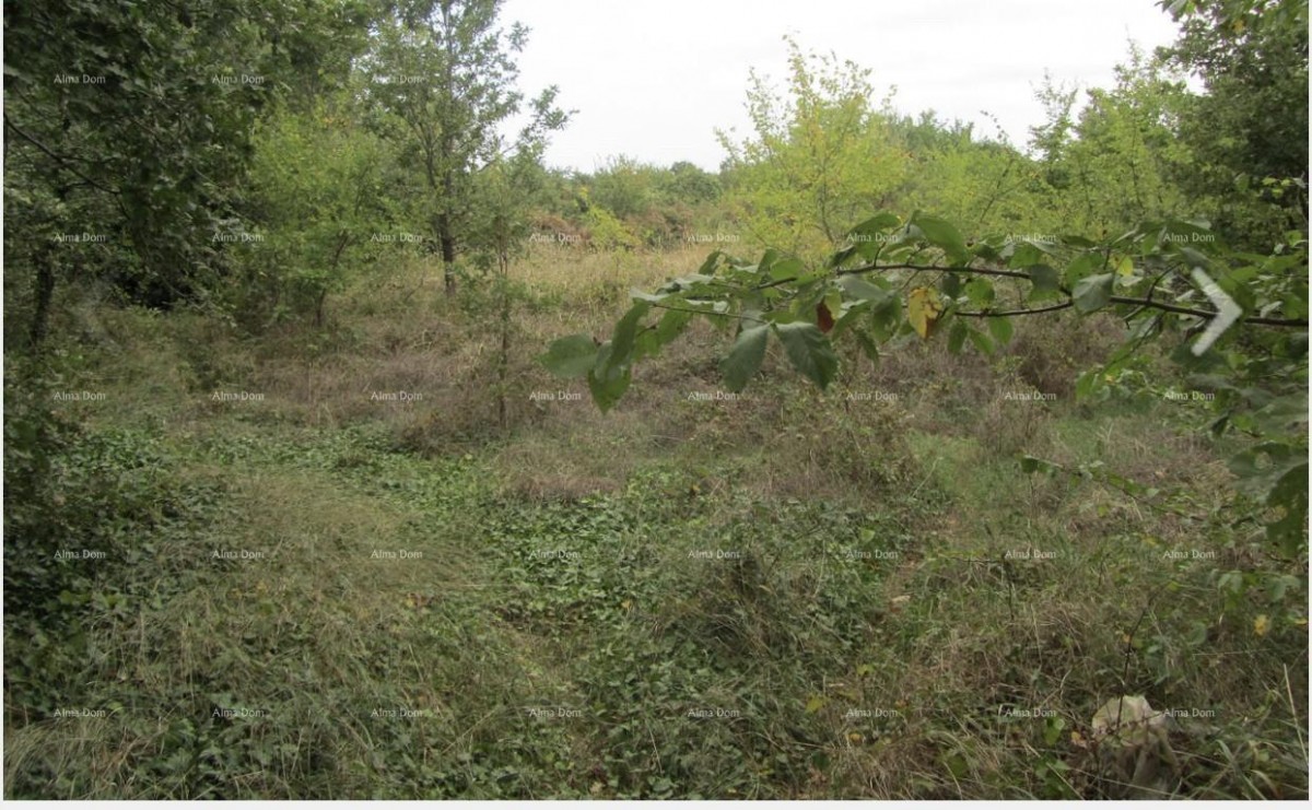 Эемля Ližnjan 1