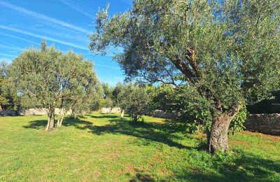 СЕЛЬСКОХОЗЯЙСТВЕННАЯ земля рядом с морем, Перов - продажа!