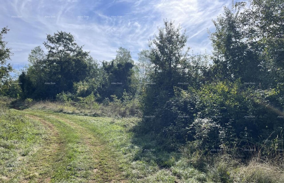 Prodaja - kamena istrska kuća za renovaciju s velikim zemljištem, Oprtalj! 8