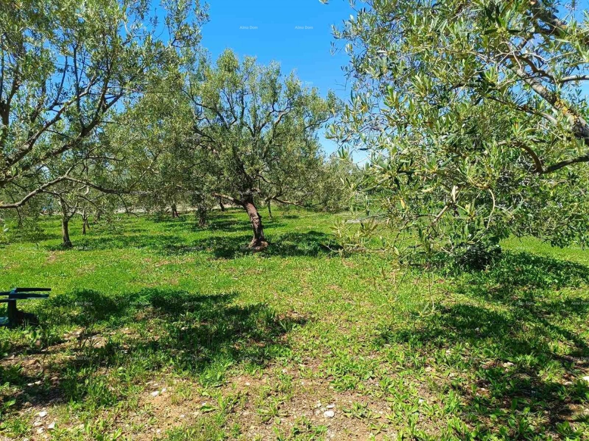 ПЕРОЙ – СЕЛЬСКОХОЗЯЙСТВЕННАЯ ЗЕМЛЯ 2.715 м² У БЕРЕГА МОРЯ 9