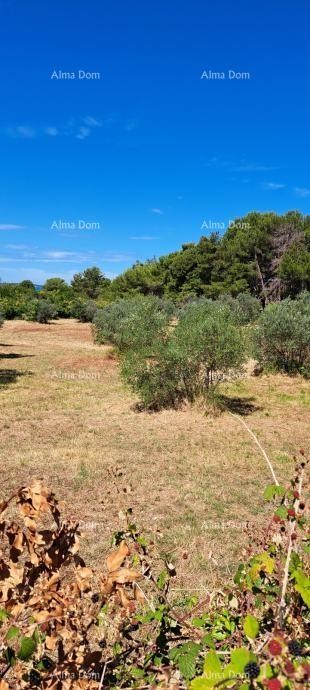 Продается сельскохозяйственная земля – Фажана - Перов 2