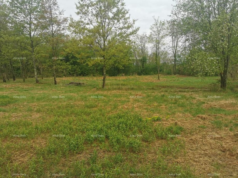 Plot Sveta Nedelja 6