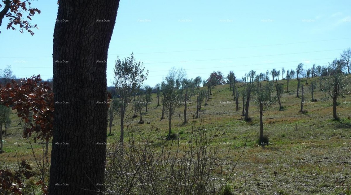 Momjan – sale of construction land in an excellent location. 2