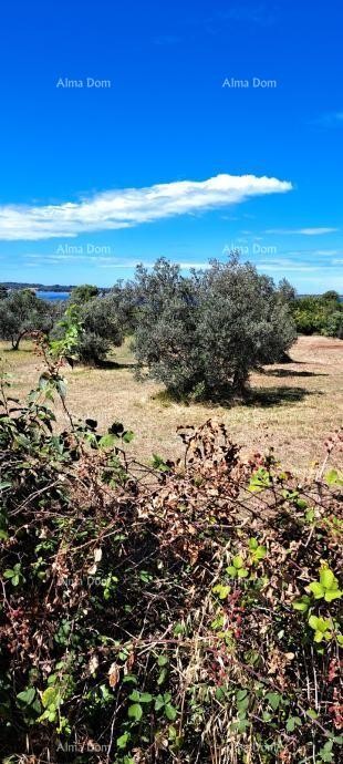 Продается сельскохозяйственная земля – Фажана - Перов 1