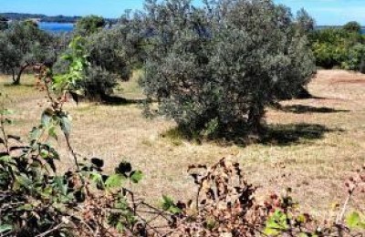 Продается сельскохозяйственная земля – Фажана - Перов